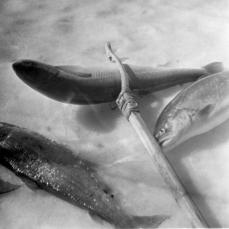 Photo en noir et blanc de trois poissons allongés sur la glace. Un poisson a une lance en son centre.