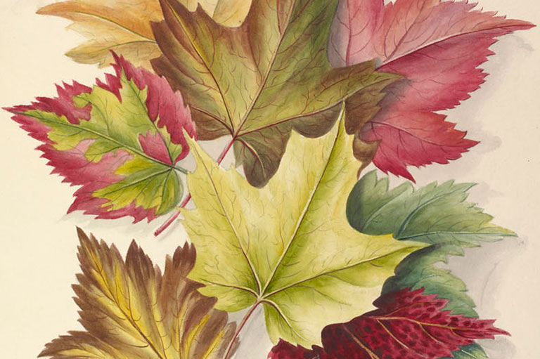 Colourful autumn leaves